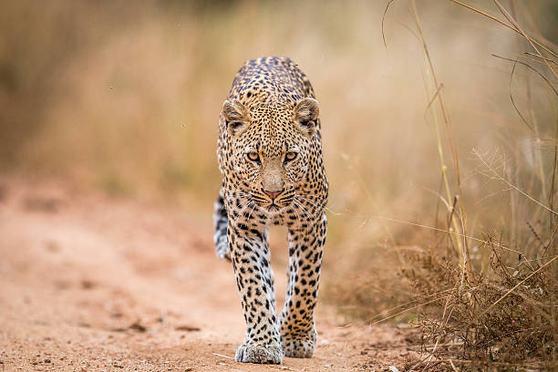 A Leopard walking towards the camera in the Kruger National Park, South Africa.